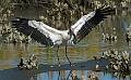 Wood Storks-20